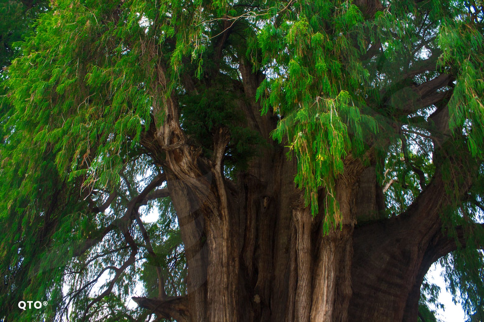 Arbol-del-Tule_QuetzalTours_Oaxaca_03